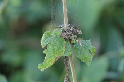 Craniotome furcata, photographed by Dinesh Valke
