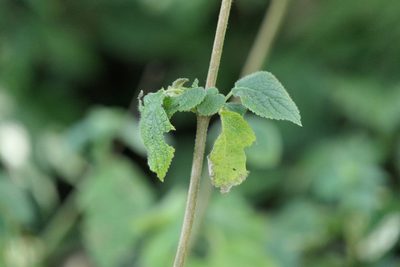 Craniotome furcata, photographed by Dinesh Valke