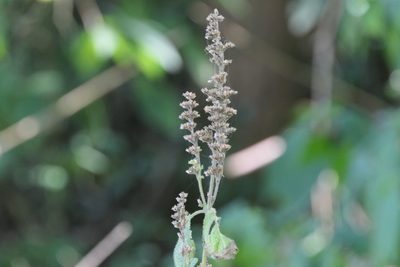 Craniotome furcata, photographed by Dinesh Valke