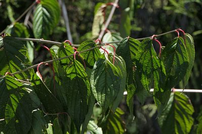 Cornus macrophylla, photographed by Dinesh Valke
