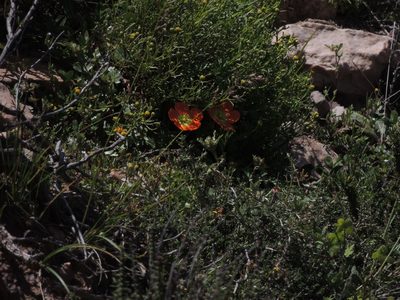 Hypseocharis pimpinellifolia, photographed by Tomás Tamagno