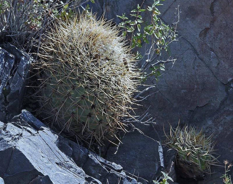 Denmoza rhodacantha, photographed by Hugo Hulsberg