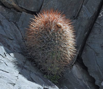 Denmoza rhodacantha, photographed by Hugo Hulsberg