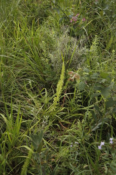 Nephrolepis undulata, photographed by Tony Rebelo