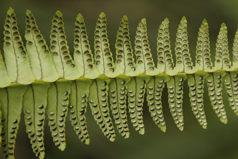 Nephrolepis undulata, photographed by Tony Rebelo