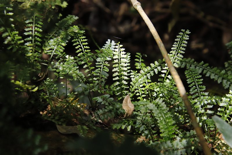 Asplenium sandersonii, photographed by Tony Rebelo