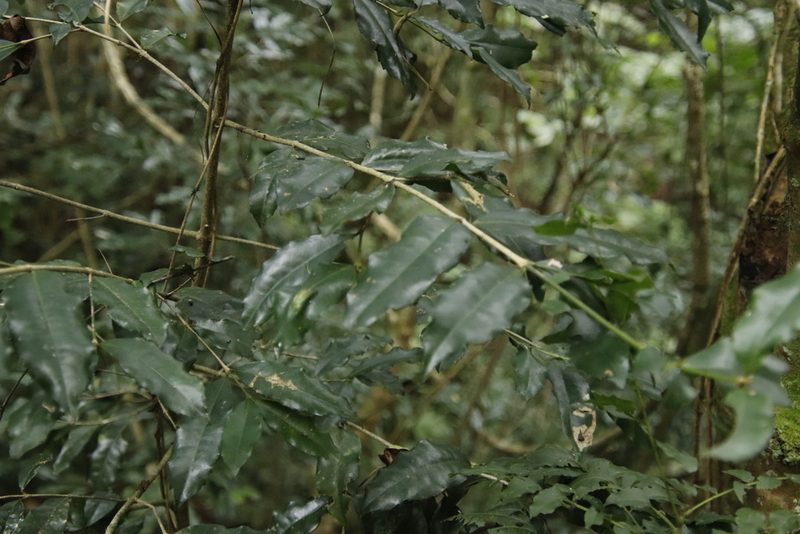 Cassipourea malosana, photographed by Tony Rebelo