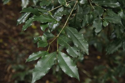 Cassipourea malosana, photographed by Tony Rebelo