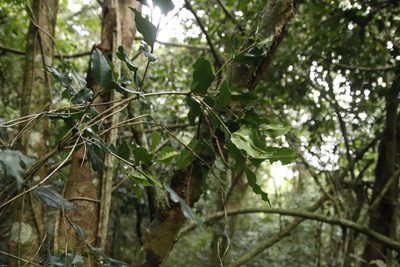 Cassipourea malosana, photographed by Tony Rebelo