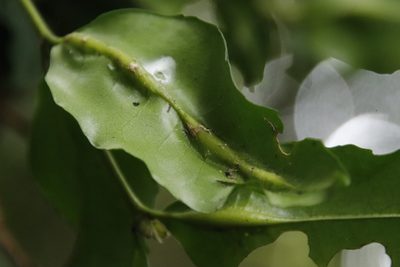 Cassipourea malosana, photographed by Tony Rebelo