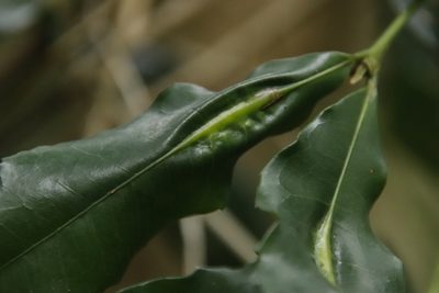 Cassipourea malosana, photographed by Tony Rebelo