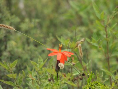 Mutisia acuminata, photographed by Tomás Tamagno