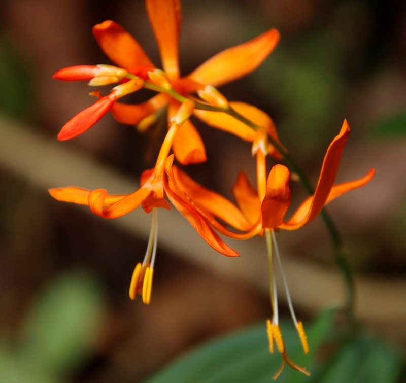 Crocosmia aurea, photographed by Tony Rebelo
