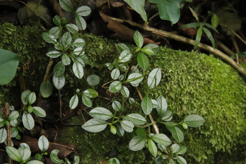 Peperomia retusa, photographed by Tony Rebelo