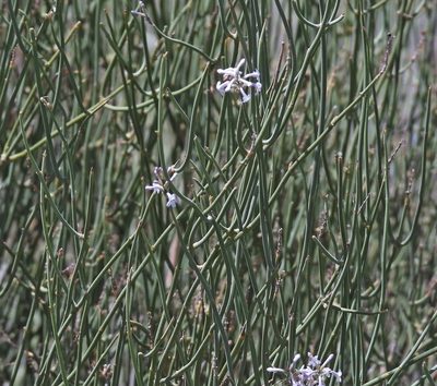 Neosparton aphyllum, photographed by Hugo Hulsberg