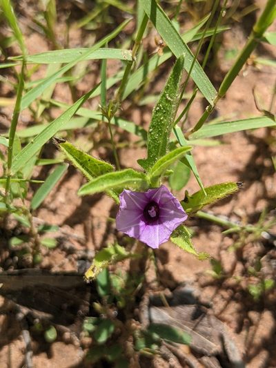 Ipomoea polymorpha, photographed by Michael Somerville