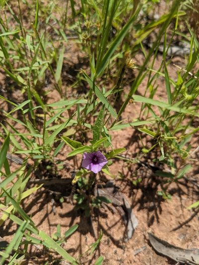 Ipomoea polymorpha, photographed by Michael Somerville