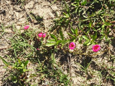 Portulaca grandiflora, photographed by Eduardo Luis Beltrocco
