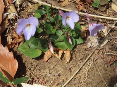 Viola grypoceras, photographed by mami_t_t