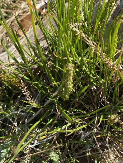 Triglochin elongata, photographed by Christina