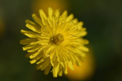 Crepis sancta, photographed by Jacqueline Jeanne