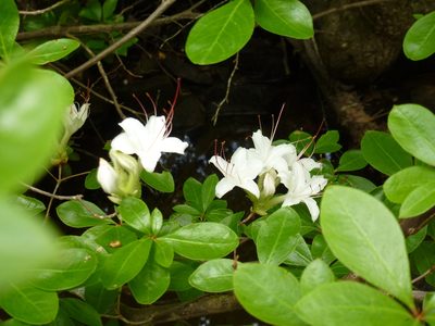 Rhododendron arborescens, photographed by elizard