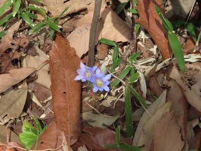 Gentiana zollingeri, photographed by mami_t_t