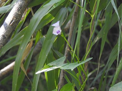 Ipomoea grandifolia, photographed by Eduardo Luis Beltrocco