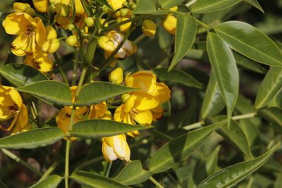 Senna septemtrionalis, photographed by Tony Rebelo