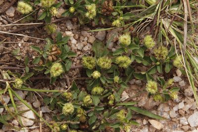 Acanthospermum australe