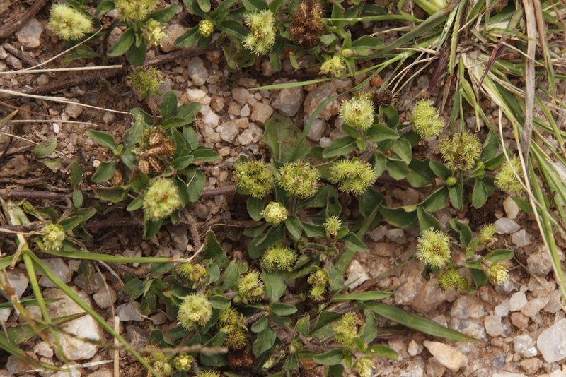 Acanthospermum australe, photographed by Tony Rebelo