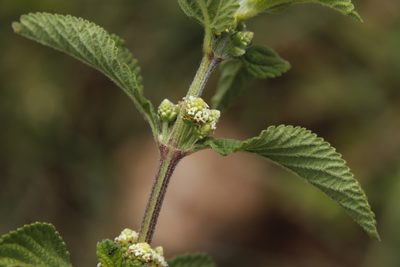Lippia javanica, photographed by Tony Rebelo