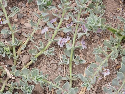 Melosperma andicola, photographed by Mike Slater