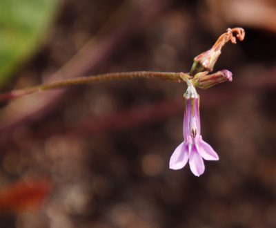 Lobelia goetzei, photographed by Tony Rebelo