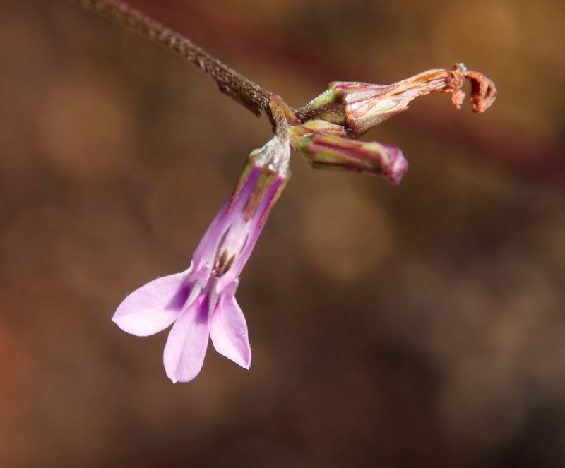 Lobelia goetzei, photographed by Tony Rebelo