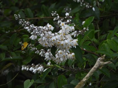 Deutzia pulchra, photographed by Redbird Wu