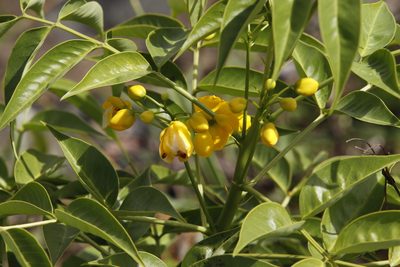 Senna septemtrionalis, photographed by Tony Rebelo
