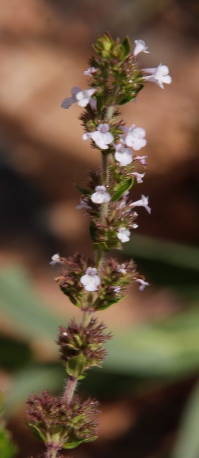 Micromeria imbricata, photographed by Tony Rebelo