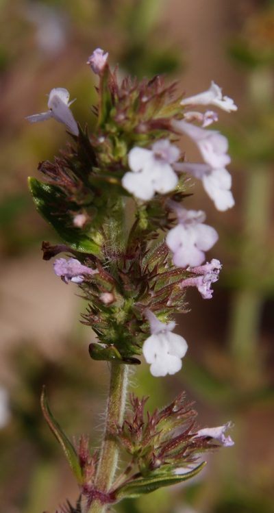 Micromeria imbricata, photographed by Tony Rebelo