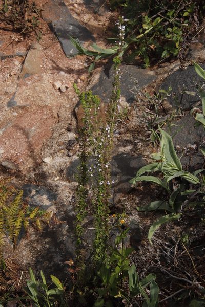 Micromeria imbricata, photographed by Tony Rebelo