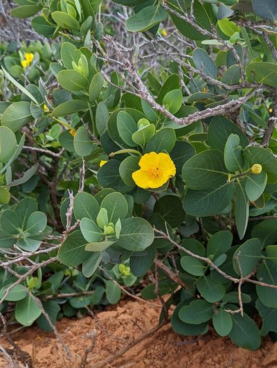 Dendromecon harfordii, photographed by Nora Bales