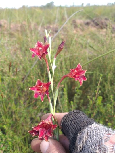 Gladiolus emiliae, photographed by kevin koen