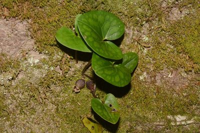 Asarum contractum, photographed by Brian Finzel