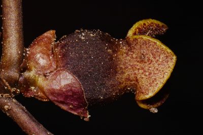 Asarum contractum, photographed by Brian Finzel