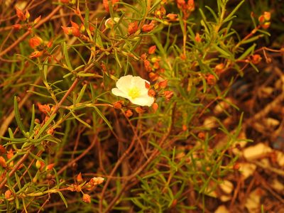 Cistus libanotis, photographed by Duarte Frade