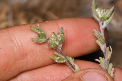 Logfia filaginoides, photographed by Trevor Van Loon