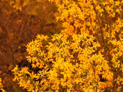 Genista triacanthos, photographed by Duarte Frade