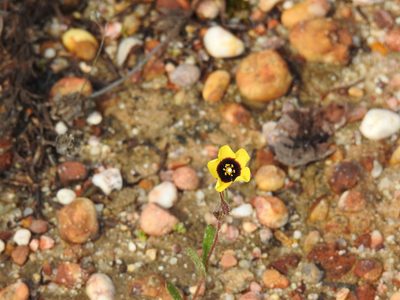 Tuberaria guttata, photographed by Duarte Frade