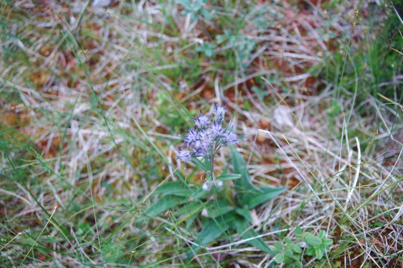 Saussurea alpina, photographed by Albin Larsson