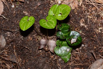 Asarum harperi, photographed by Brian Finzel